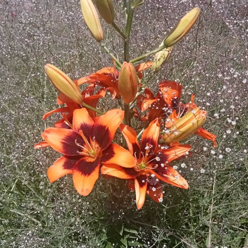 Veranstaltungshinweis Floragarten Weinreich