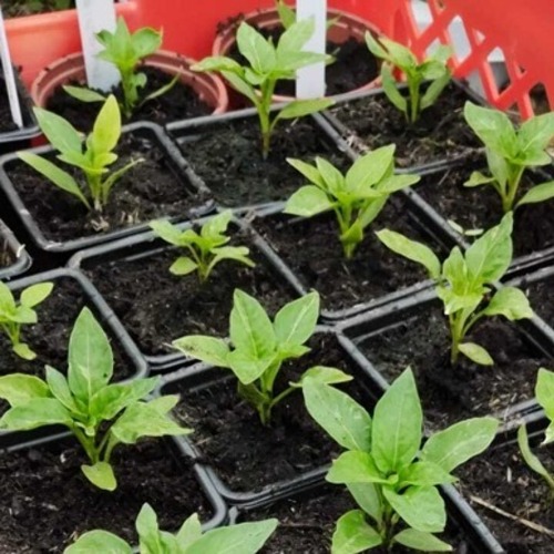 Save the Date: 28.03.2026 - Fachberatung "Anzucht Obst und Gemüse"